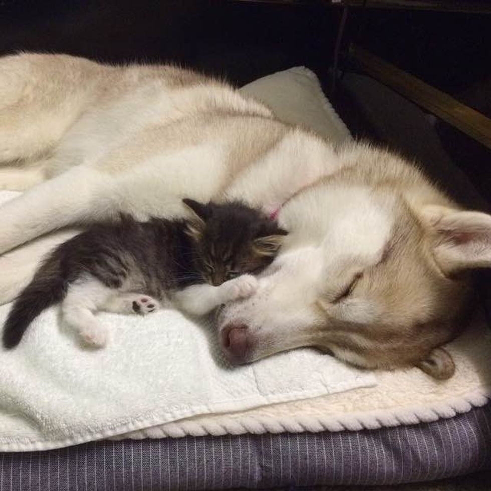 Husky Dog Mothers Rescue Kitten and Raises Her Like a Pup - Love Meow