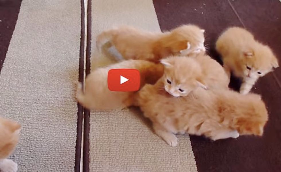 Six Ginger Foster Kittens Learning to Walk. That's a Lot of Furry Wobblers!