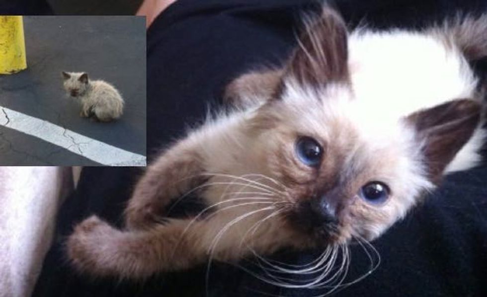 What Difference Love Makes in Just One Day for This Little Stray!