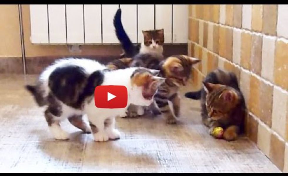 Five Kittens Trying to Share a Ball, But One Thinks Otherwise...