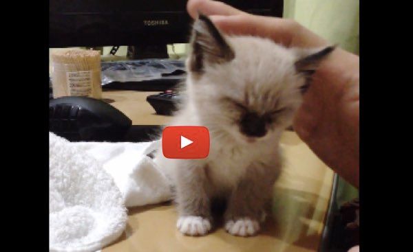 Cute kitten best sale standing up