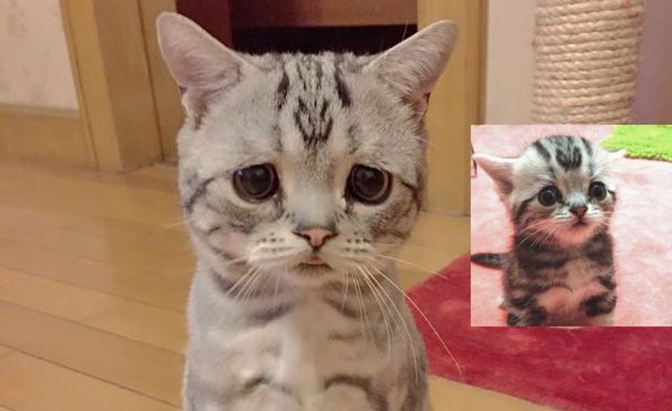 Cat with Sad Worried Eyes. He Can Get Away with Anything With that Look! Love Meow