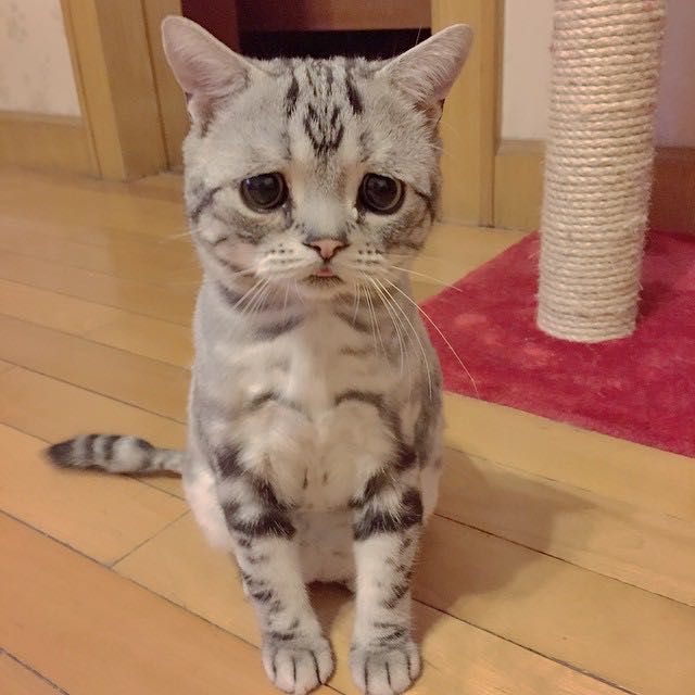 Cat with Sad Worried Eyes. He Can Get 
