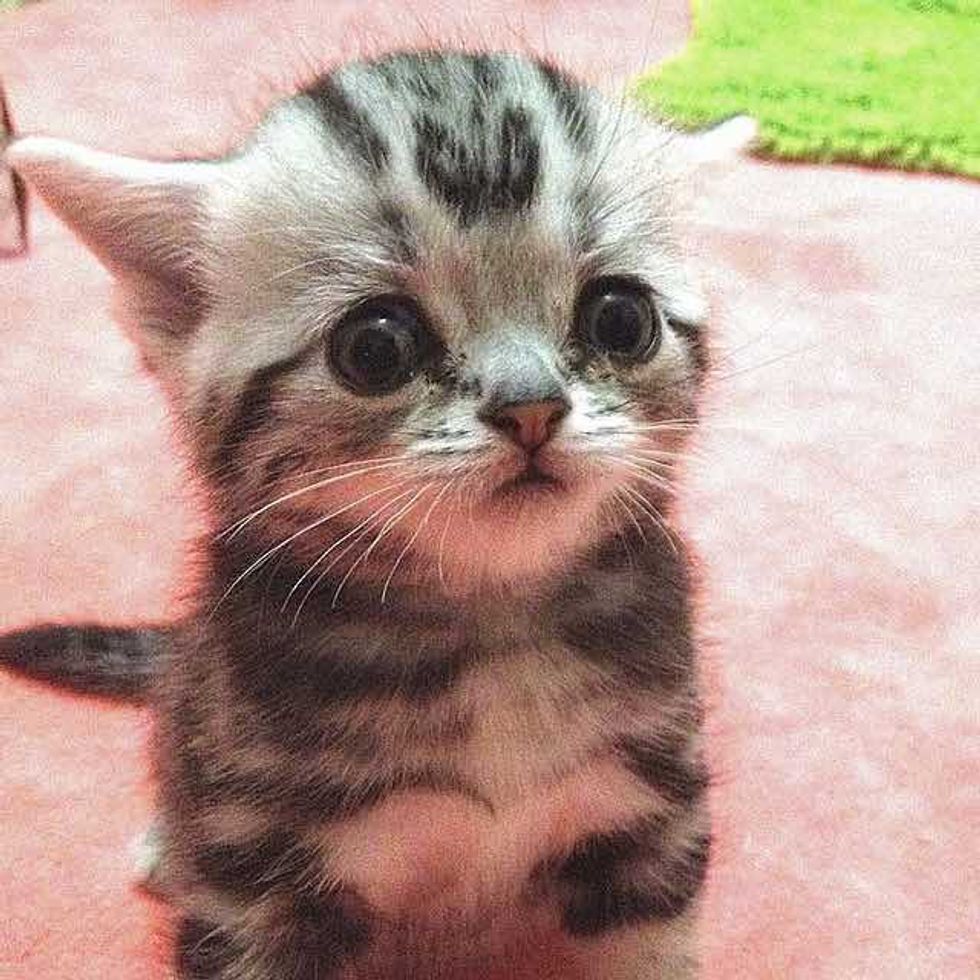 Котик маленький с грустными глазами