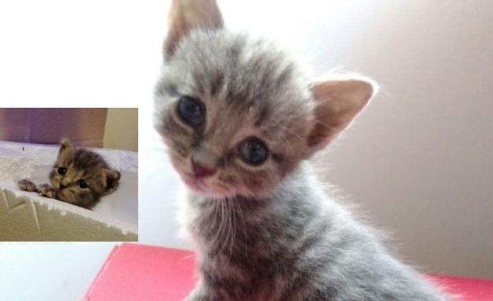 Kitten was Found Blind But They Helped Him See!