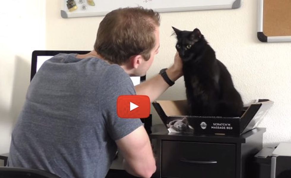 This Guy Has Figured Out Ways to Survive Working with Cats. The 'Cat Free Zone' is Hilarious!