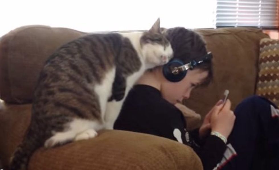 Affectionate Kitty Won't Let His Human Listen to Music