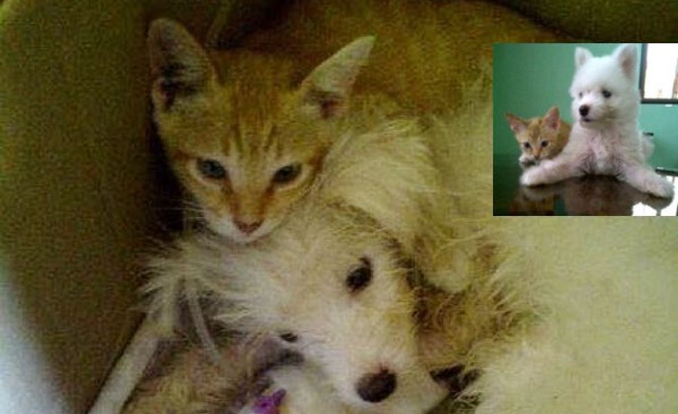 Ginger Kitten Nursed Puppy Back to Health While No One Thought the Pup Would Survive!