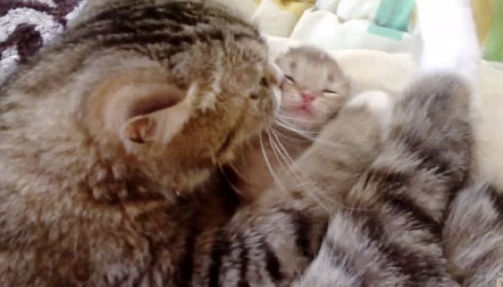 Cat Mama Soothes Her Tiny Baby with the Biggest Hug!