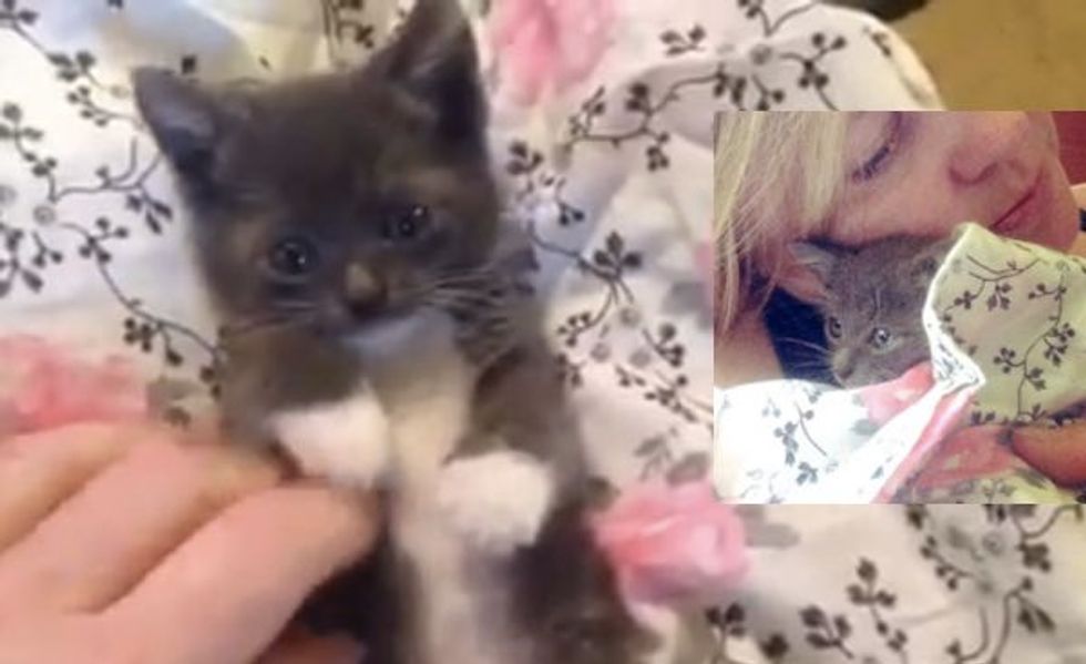Woman Saw Kitten Fall Out from Under Car, Ran to Save Him!