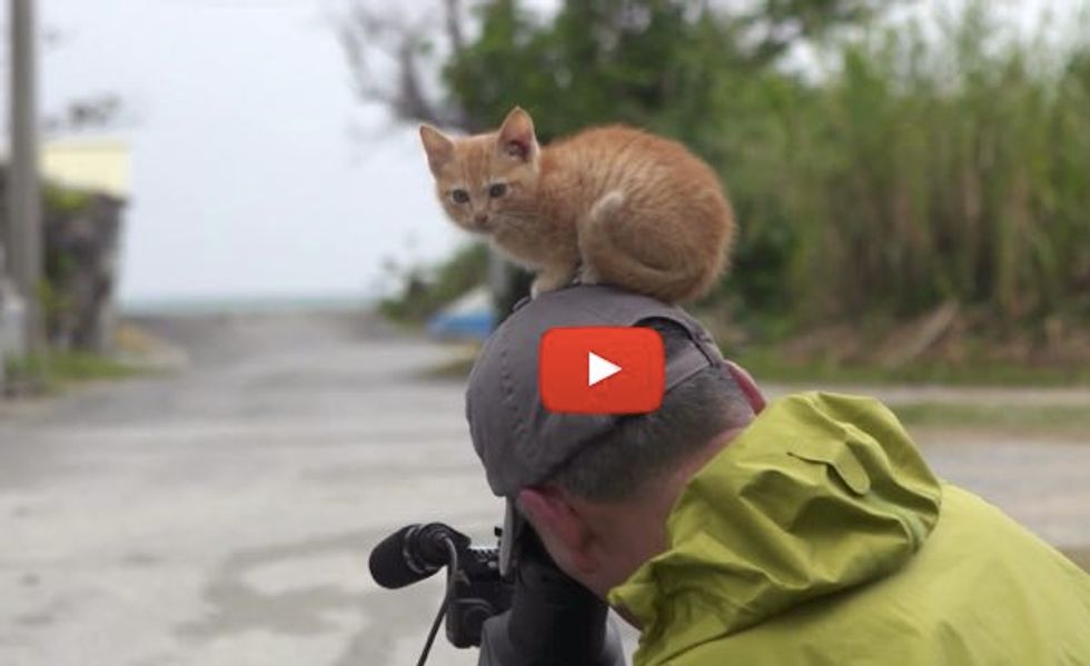 Kitty Walks Up to Wildlife Photographer and Decides to 'Help'