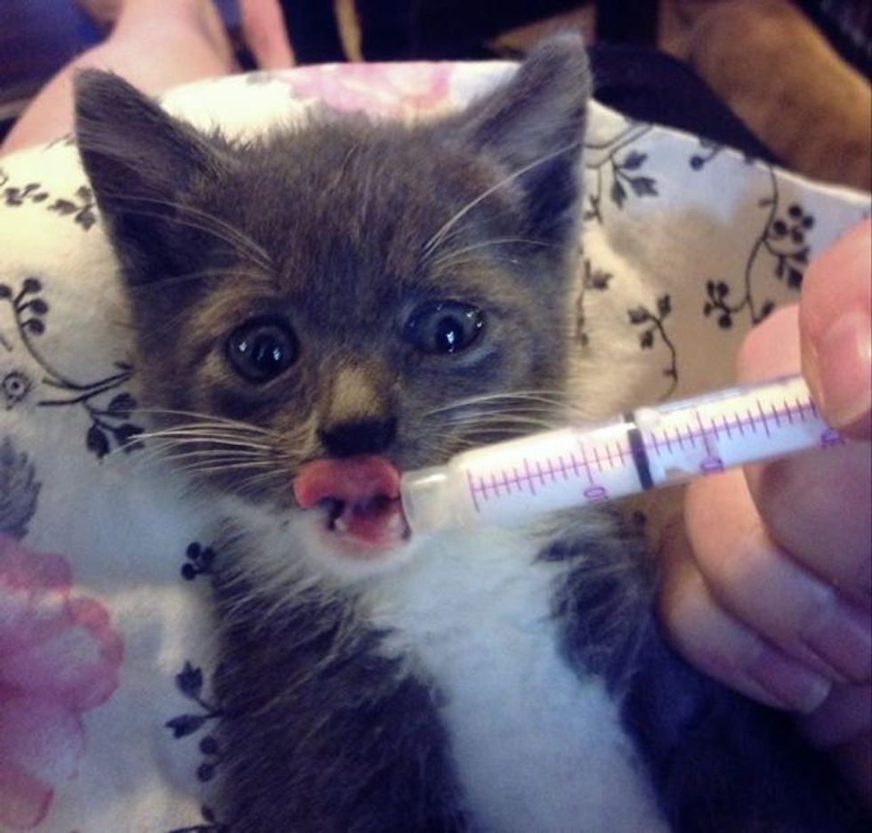 Woman Saw Kitten Fall Out from Under Car, Ran to Save Him! Love Meow