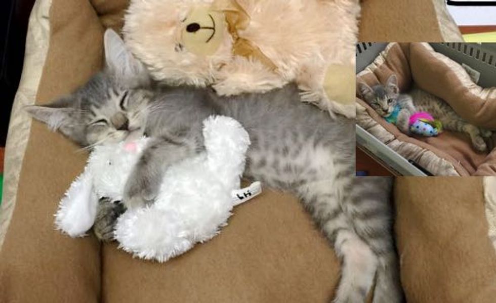 Little Gray Kitten Strays into the Hearts of Office Employees. Now He's Living the Dream!