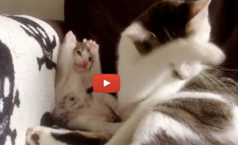 Kitten Imitating Momma Cat Learning to Groom Himself