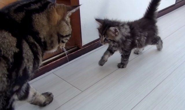 cat meeting new kitten