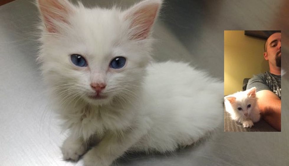 He Was Not Much of a Cat Guy Until He Met Sophie the Deaf Stray Cat