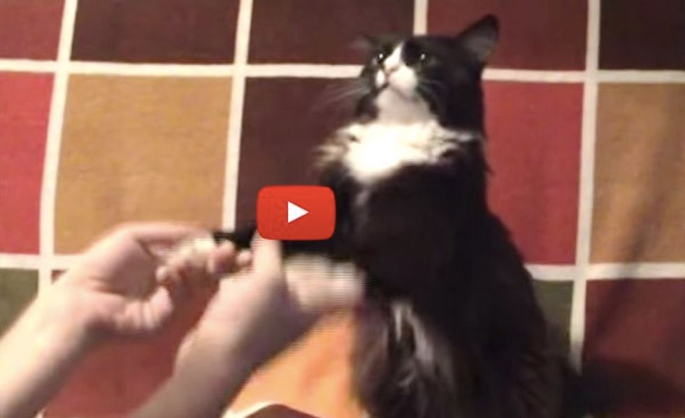 Kitty Loves to Play 'Give Me Paws' with His Human