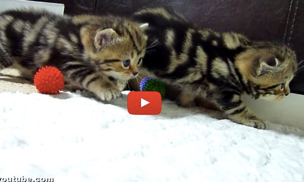 Stealthy Kittens Stalking on Wobbly Baby Kitty Feet!