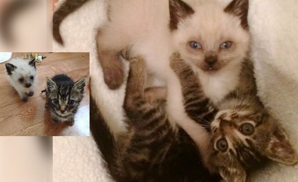 What a Second Chance Can Do. It Changes These Two Kittens' Lives Forever!