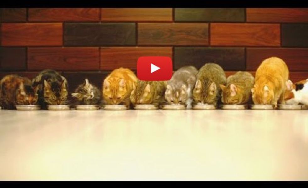 10 Cats Eating Together, the Smallest One Makes the Most Noise!