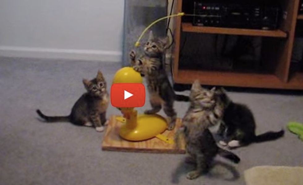 Crazy Jumping Kittens! Cute Little Jumping Beans!