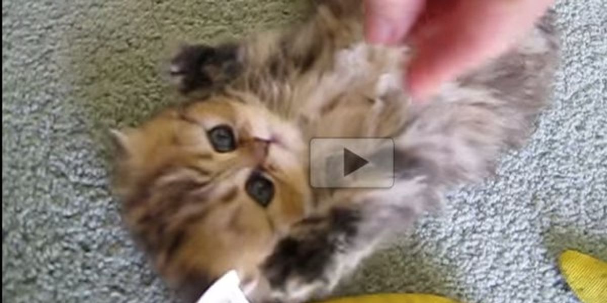 Poofy Kitten Trying 'The Nip'. I Can't Handle the Cute! - Love Meow Poofy Kitten Trying 'The Nip'. I Can't Handle the Cute! - Love Meow