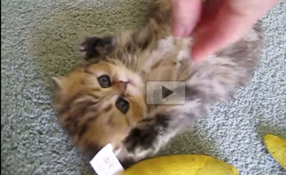 Poofy Kitten Trying 'The Nip'. I Can't Handle the Cute!