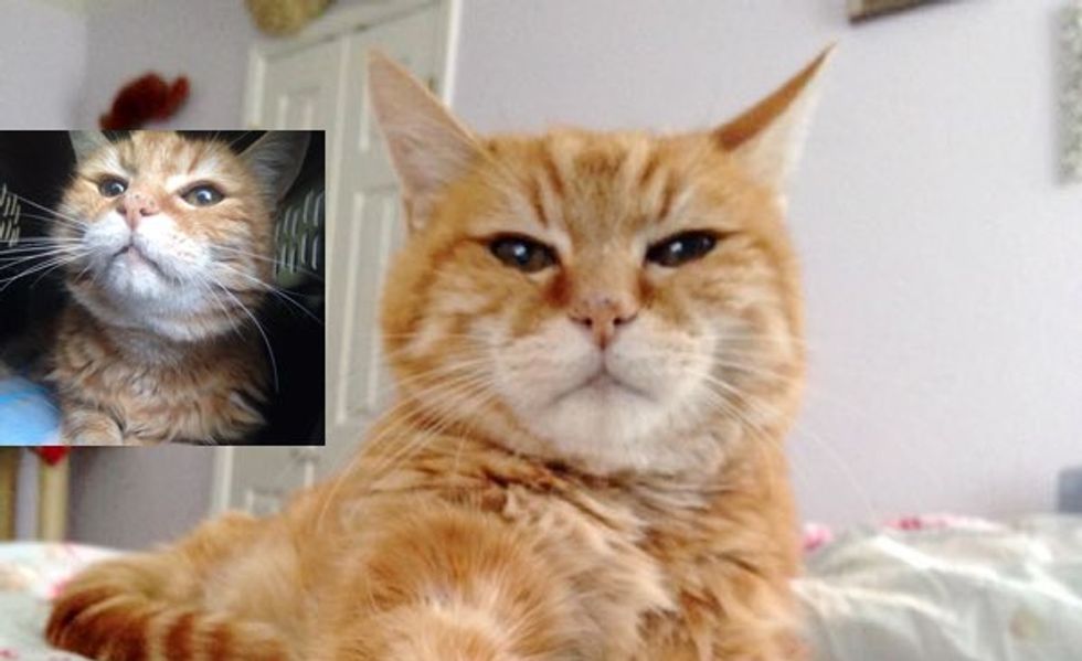 18 Year Old Rescue Ginger Finally Has a New Home! What a Difference It Makes!