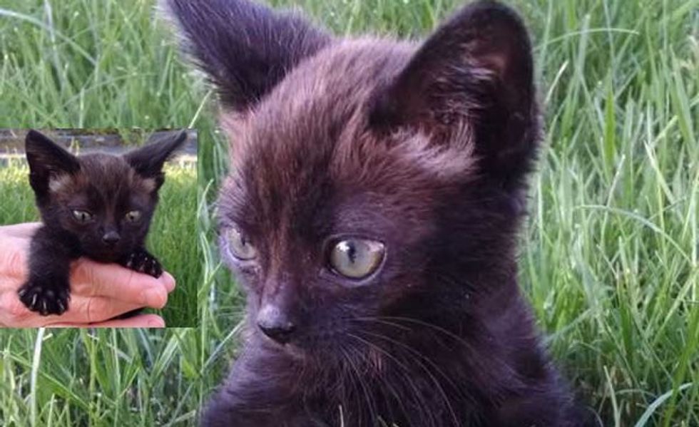 Tiny Buddy Found under a Rhubarb Leaf Needs a Name and a Home!