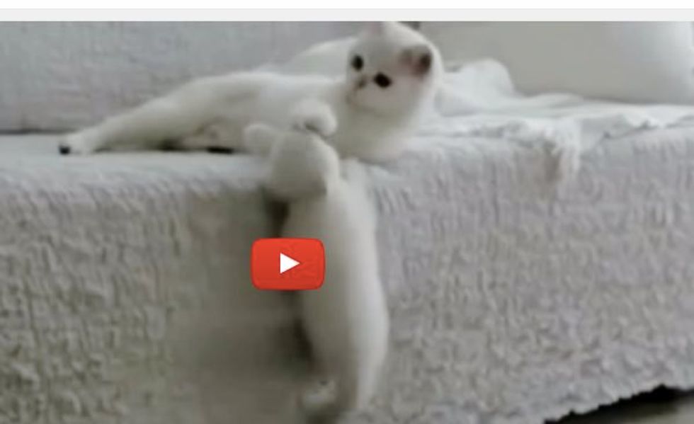 Naughty Kitten Is Not Giving Mom a Break! Mom's 'Response' Sets the Kitty Straight!