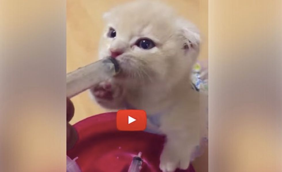 Kitten Chowing Down the Food While Making Air Muffins