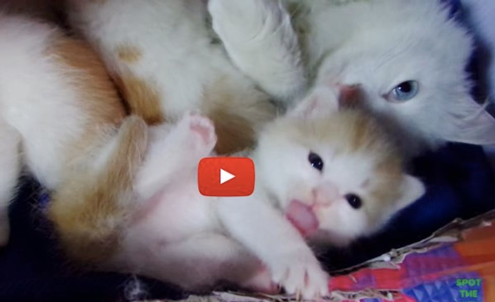 They Thought They Rescued a Stray Cat But Ended Up with Five!