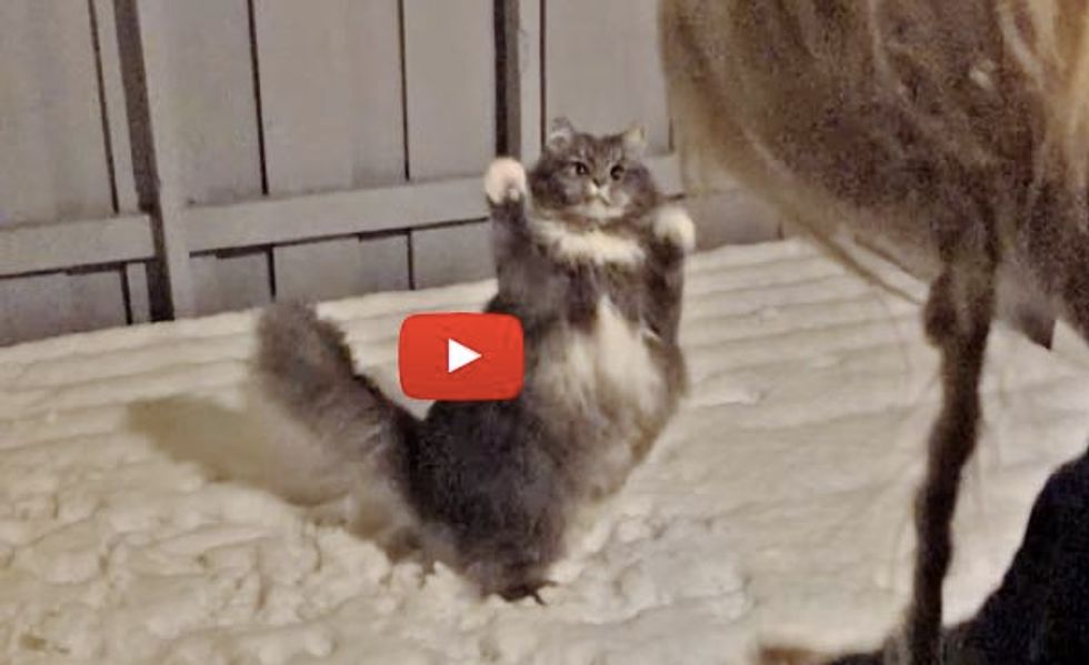 There's One Thing This Fluffy Kitty Loves More Than Food!