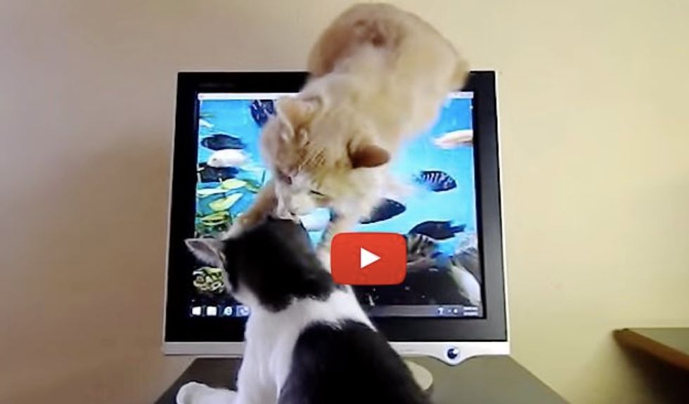 Kitty Using Everything In His Power to Stop His Brother from Scratching Cat TV
