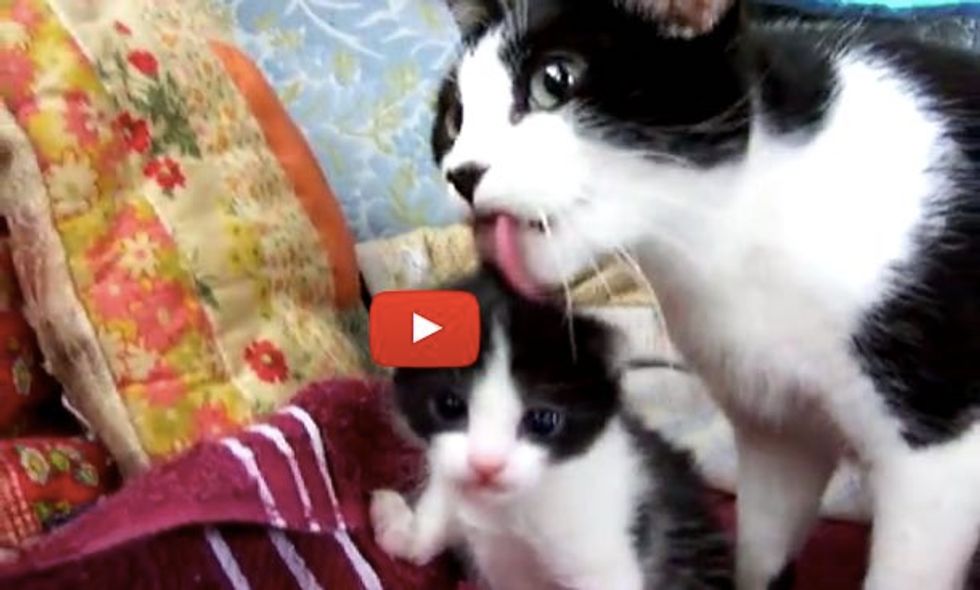 Rescue Mama Cat Has a Single Kitten, an Exact Copy of Her!