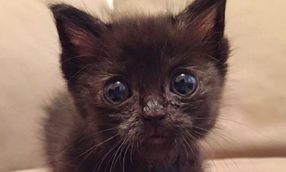 Kitten Found Behind an Old Refrigerator Has Made Quite a Comeback!
