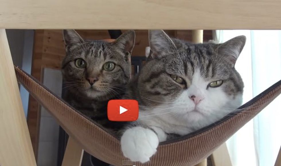 Two Kitties Share a Hammock with a Surprise at the End