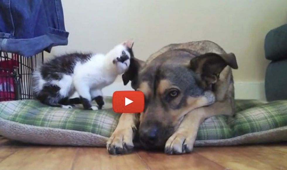 Tiny Kitty Meets Her First Big Dog Buddy. The Sweetest Thing!