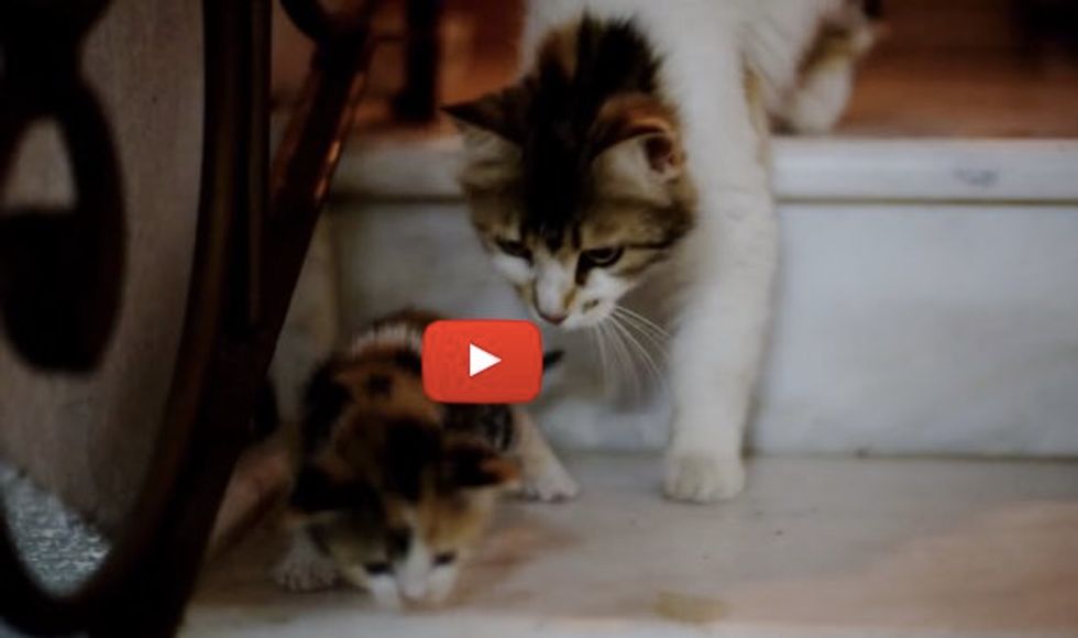 Kitten Calls Mama for Help When She Tries to Climb Stairs