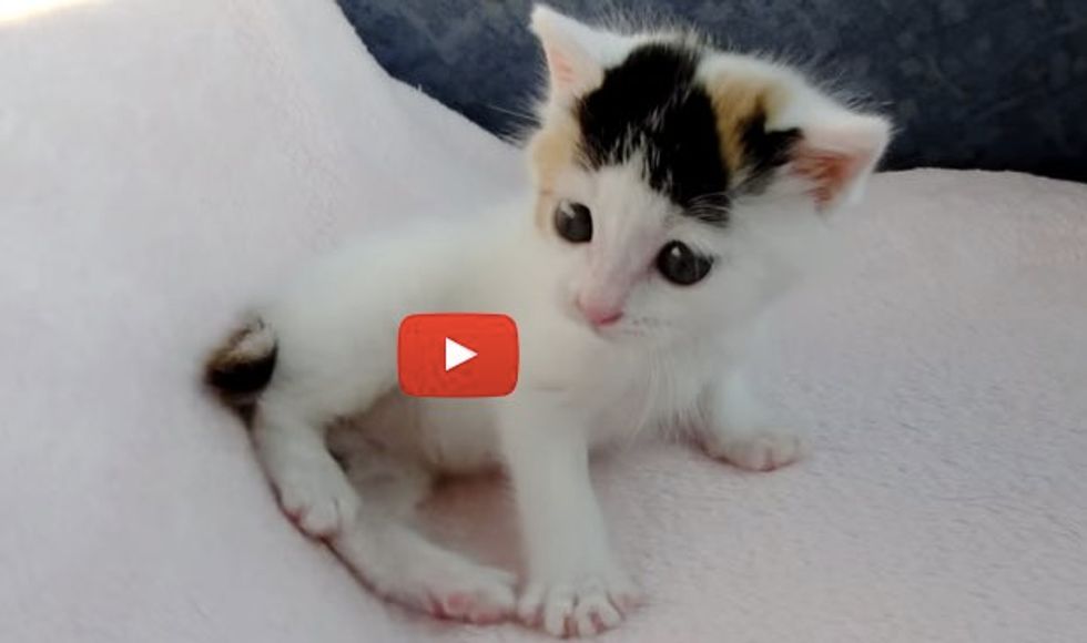 Kitten with Calico Markings on the Head and Tail Found a Second Chance at Life