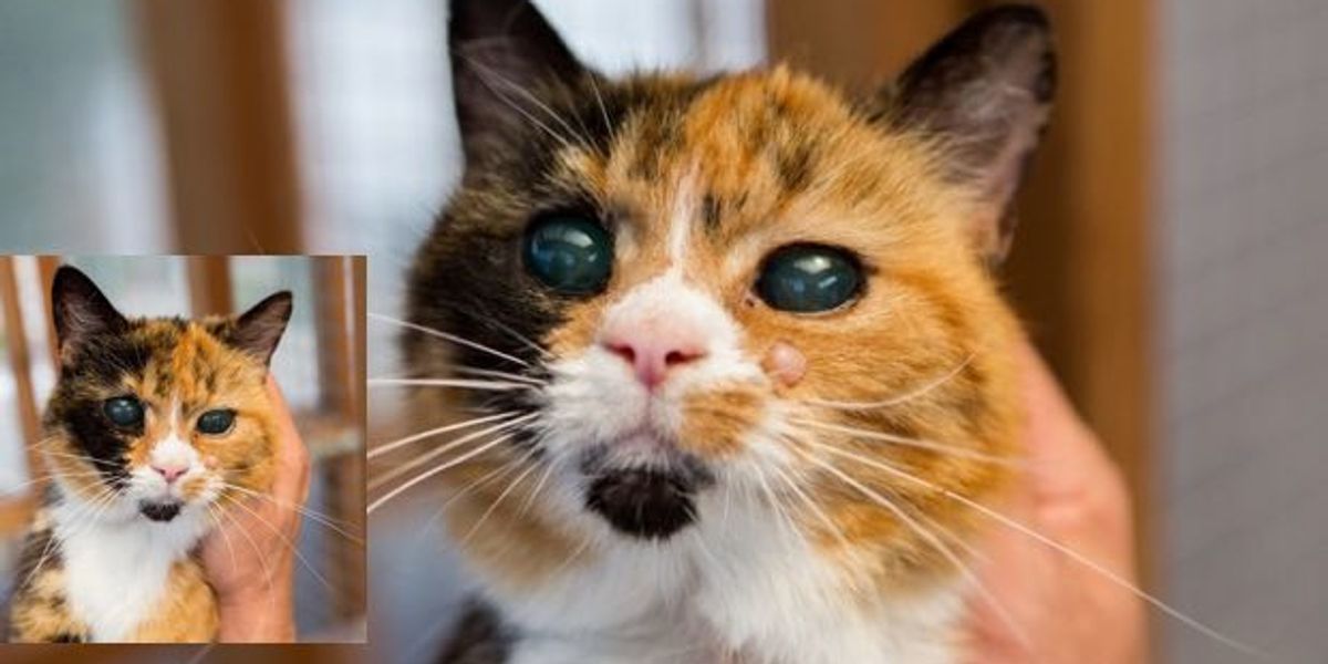 She's 19, the Oldest Rescue Cat in Britain But Can't Find a Home Love