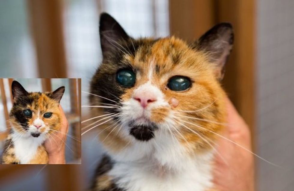 She's 19, the Oldest Rescue Cat in Britain But Can't Find a Home