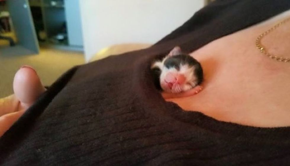 Miracle Preemie Kitten with the Heart of a Warrior!