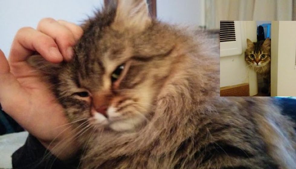 They Waited 28 Days for Their Cat to Come Out from Hiding