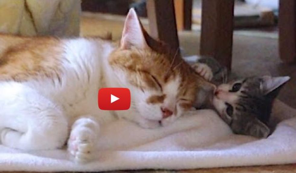 13 Years Older, Elderly Cat Becomes Grandpa to Rescue Kitty