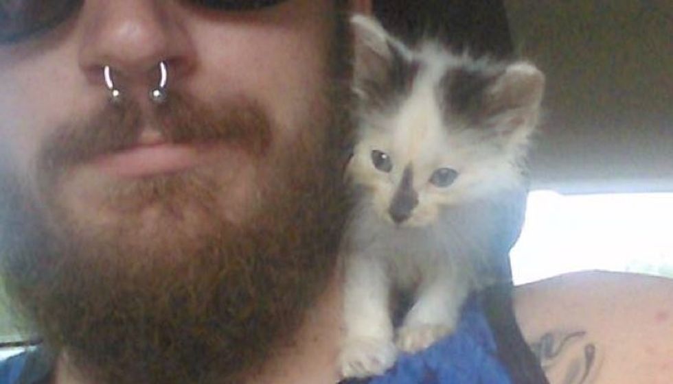 Roadside Rescue Kitten Climbs on Man's Shoulder, Love at First Sight!