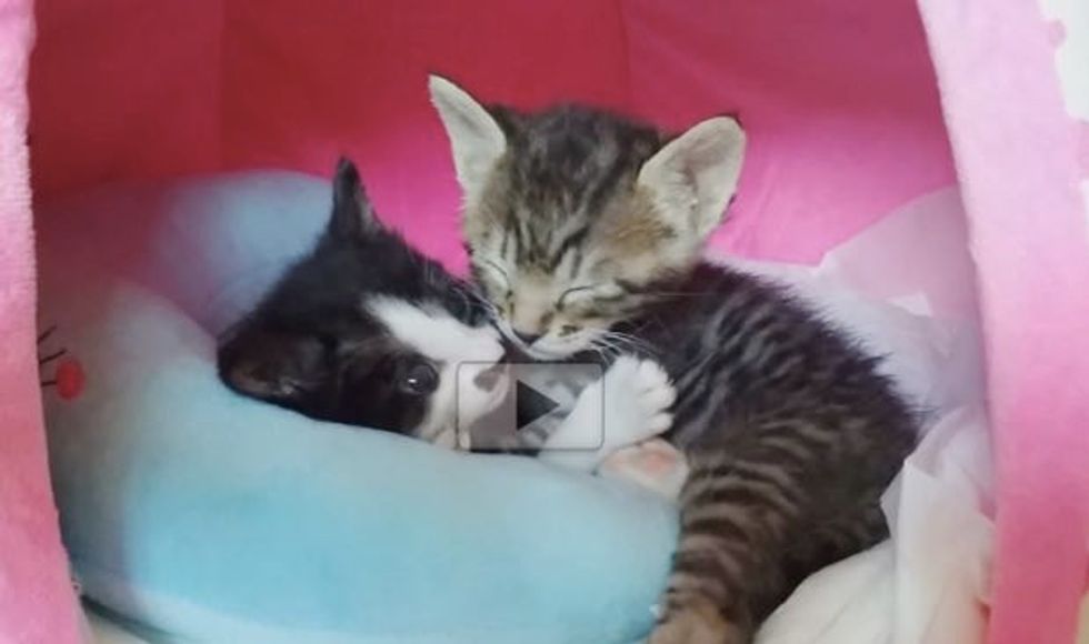 Cuddly Rescue Kitties, One of Them Doesn't Want to Stop Hugging!