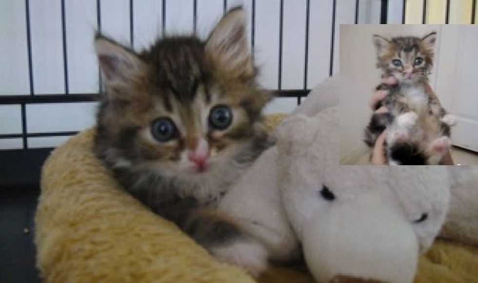 Mila the Miracle Kitty. This is How She Beats the Odds!