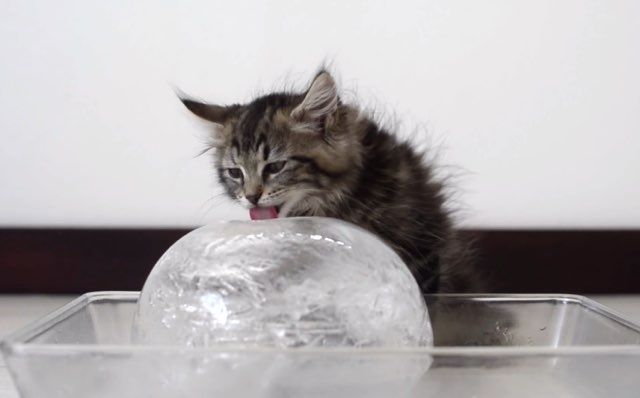 cat ice ball