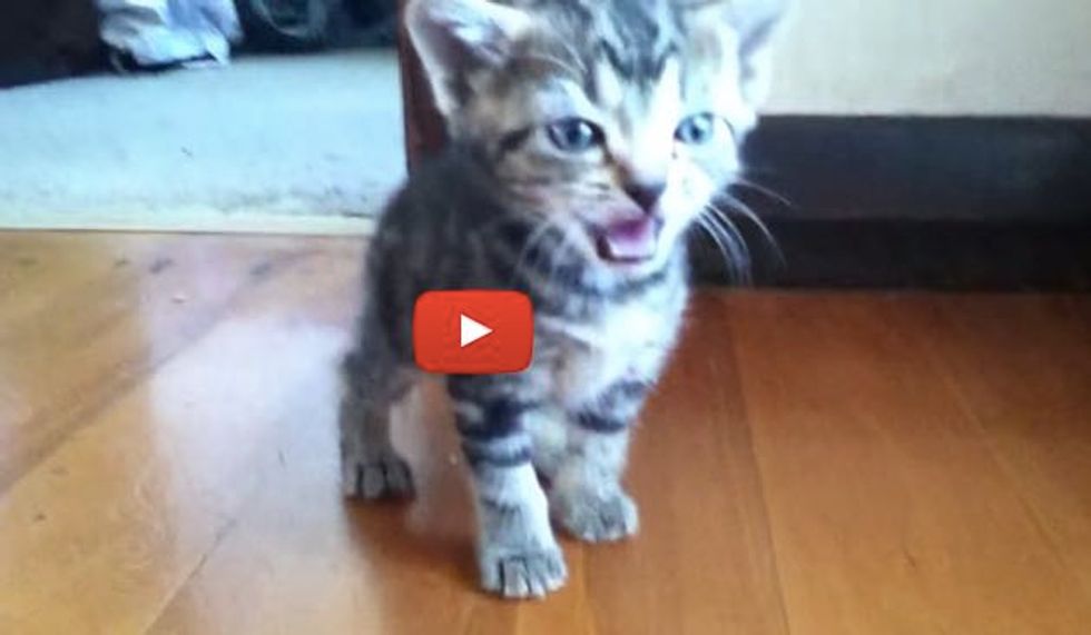 Meowing Kittens Calling Mama for Milk All in Different ...